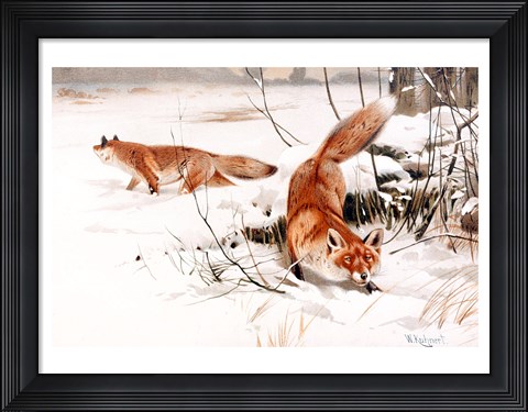 Framed Common Foxes in the Snow Print