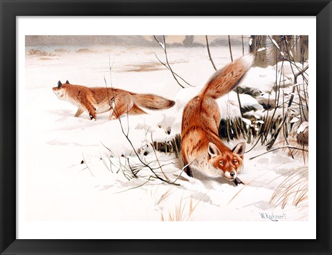 Framed Common Foxes in the Snow Print