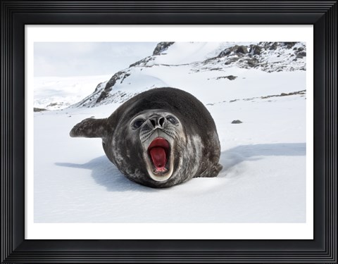 Framed Mirounga Leonina Print
