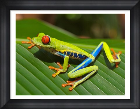Framed Red Eyed Tree Frog Print
