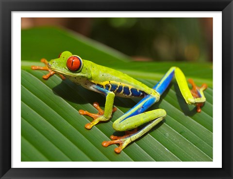 Framed Red Eyed Tree Frog Print