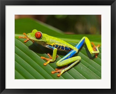 Framed Red Eyed Tree Frog Print