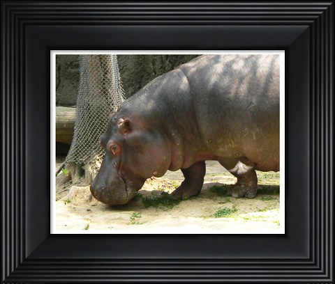 Framed Face Hippopotamus Amphibius Mexico Print