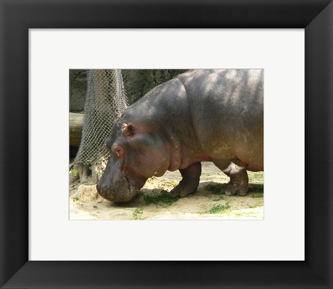 Framed Face Hippopotamus Amphibius Mexico Print