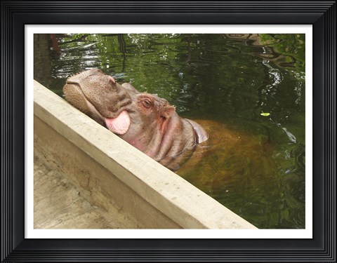 Framed Hipopotam - Warszawskie Zoo Print