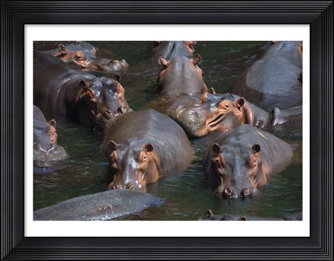 Framed Hippo Pod Print
