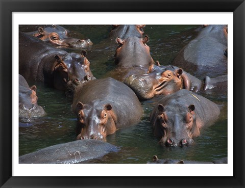 Framed Hippo Pod Print