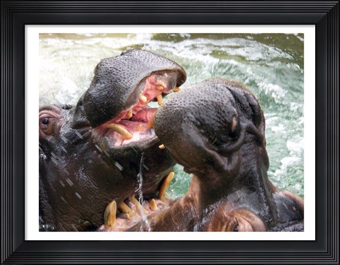 Framed Hippopotamus at Barcelona Zoo Print