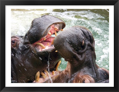 Framed Hippopotamus at Barcelona Zoo Print