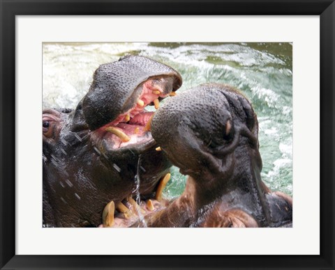 Framed Hippopotamus at Barcelona Zoo Print