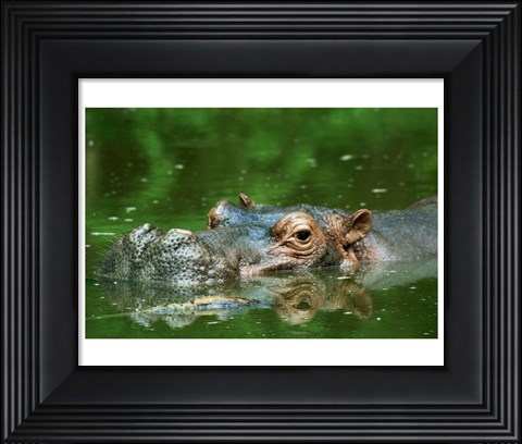 Framed Hippopotamus Surfacing Print