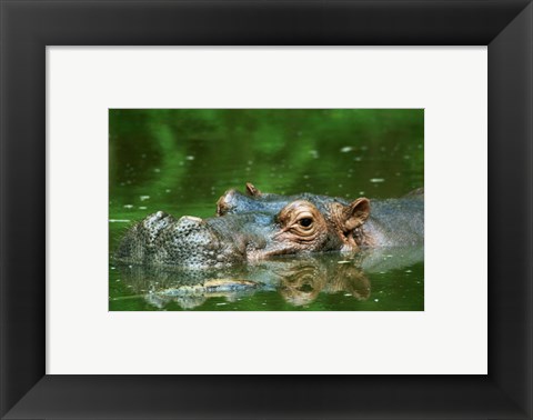 Framed Hippopotamus Surfacing Print