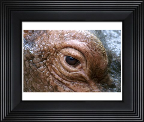 Framed Hippopotamus Eye Print
