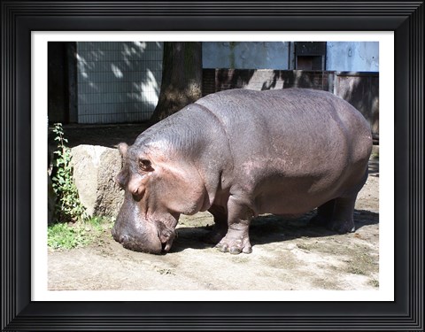 Framed Hroch Obojzivelny Print