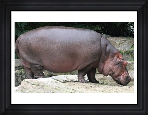 Framed Nijlpaard Print