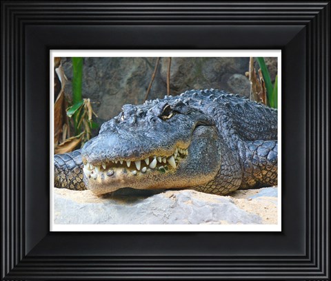 Framed Alligator Mississippiensis Print