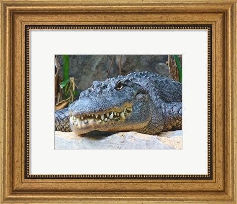 Framed Alligator Mississippiensis Print