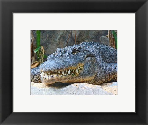 Framed Alligator Mississippiensis Print