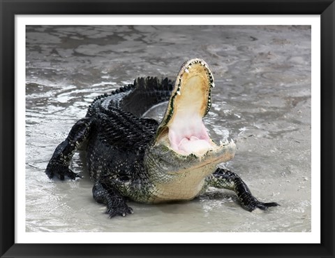 Framed Alligator Mississippiensis Defensive Print