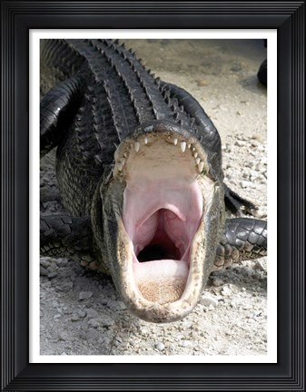 Framed Alligator Mississippiensis Yawn Print