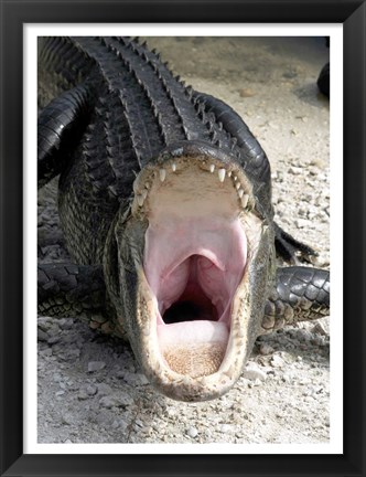 Framed Alligator Mississippiensis Yawn Print