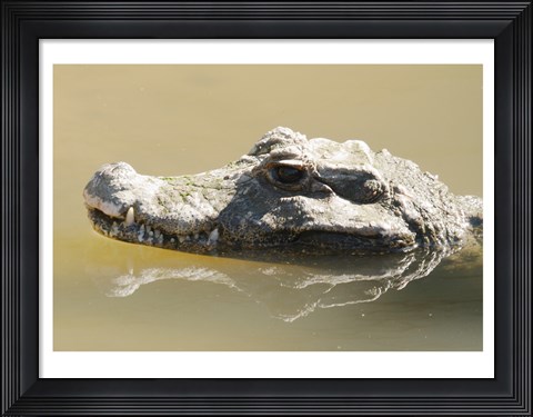 Framed Caiman Displaying Fourth Tooth Print