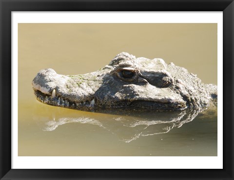 Framed Caiman Displaying Fourth Tooth Print