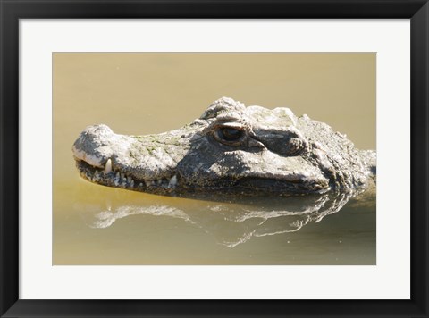 Framed Caiman Displaying Fourth Tooth Print