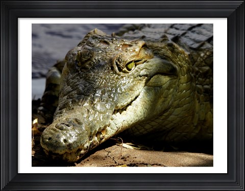 Framed Crocodile Print