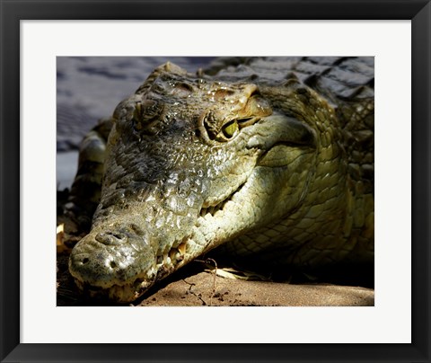 Framed Crocodile Print