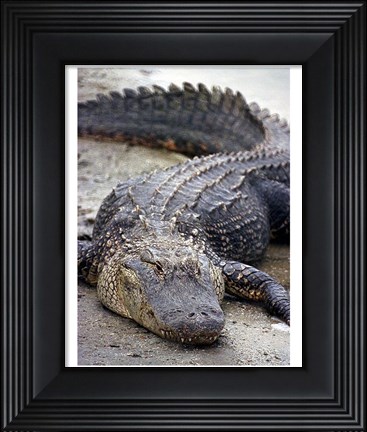 Framed Florida Alligator Print