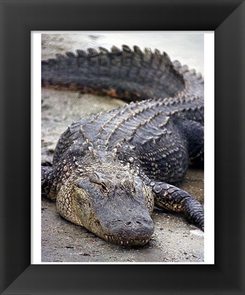 Framed Florida Alligator Print