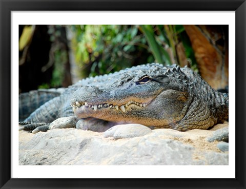 Framed Loro Parque Alligator Print