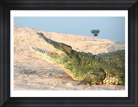 Framed Open Mouth Crocodile Print