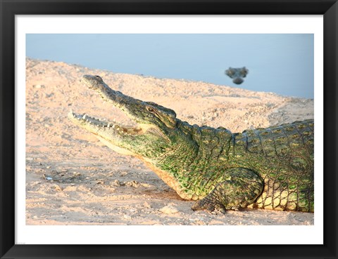 Framed Open Mouth Crocodile Print