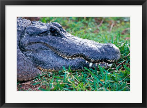 Framed Alligator - in the grass Print