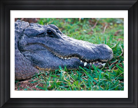Framed Alligator - in the grass Print