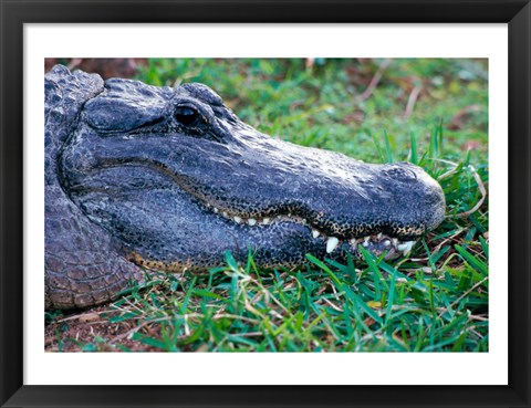 Framed Alligator - in the grass Print