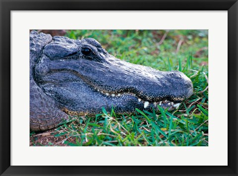 Framed Alligator - in the grass Print