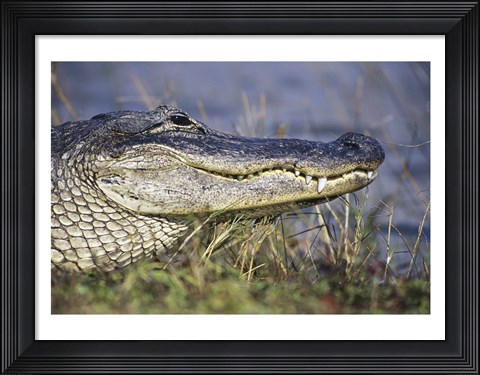 Framed Alligator - photo Print