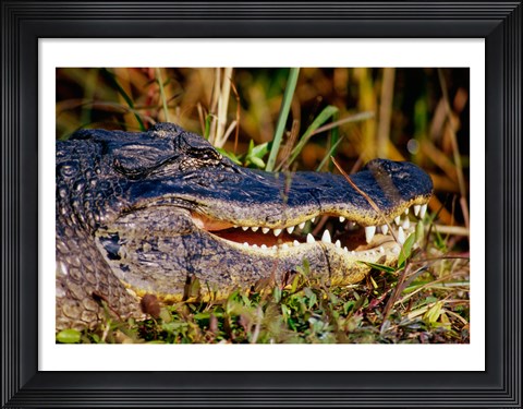 Framed Alligator - close up Print