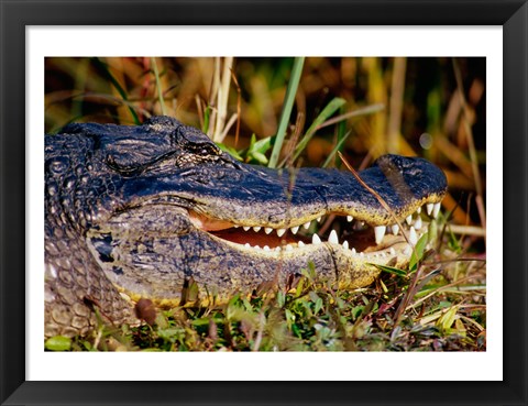 Framed Alligator - close up Print