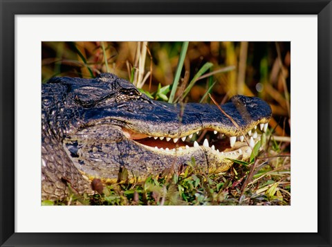 Framed Alligator - close up Print