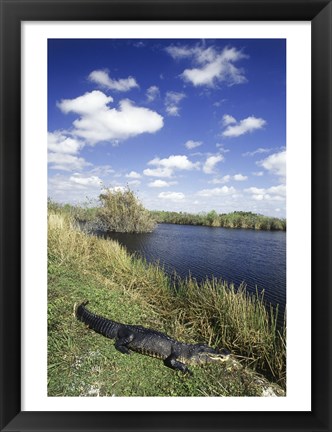 Framed High angle view of an alligator near a river, Everglades National Park, Florida, USA Print