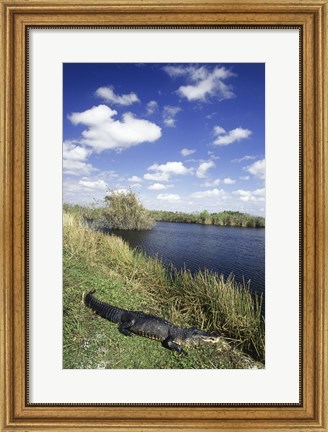 Framed High angle view of an alligator near a river, Everglades National Park, Florida, USA Print