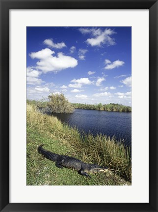 Framed High angle view of an alligator near a river, Everglades National Park, Florida, USA Print