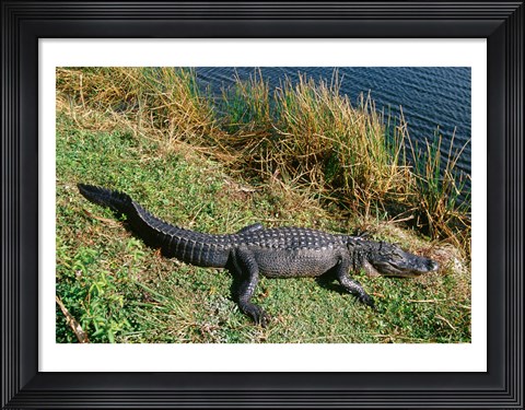 Framed Alligator Everglades National Park Florida USA Print