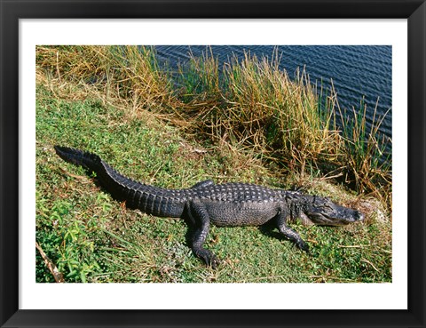 Framed Alligator Everglades National Park Florida USA Print