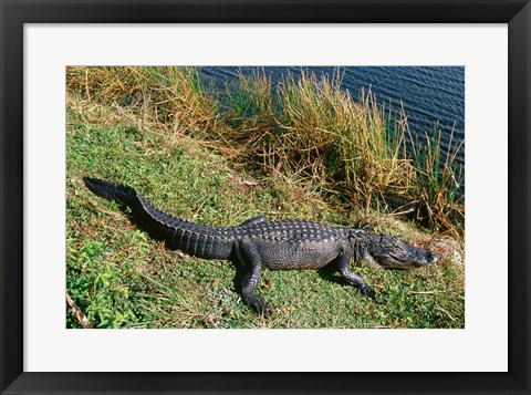 Framed Alligator Everglades National Park Florida USA Print