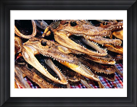 Framed Close-up of the skulls of alligators Print